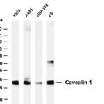 Caveolin-1 Rabbit Monoclonal Antibody