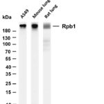 Rpb1 Rabbit Monoclonal Antibody