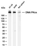 DNA PKcs Rabbit Monoclonal Antibody