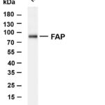 FAP Rabbit Monoclonal Antibody