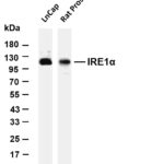 IRE1α Rabbit Monoclonal Antibody