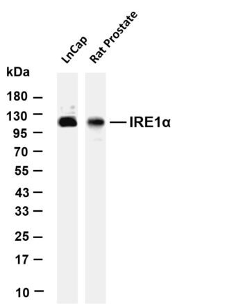 IRE1α Rabbit Monoclonal Antibody