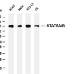STAT5A/B Rabbit Monoclonal Antibody