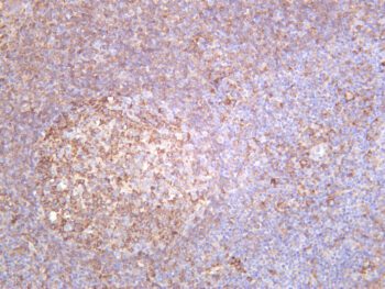 MX1 Rabbit Monoclonal Antibody - Image 2