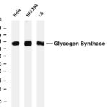 Glycogen Synthase Rabbit Monoclonal Antibody