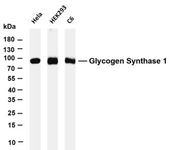 Glycogen Synthase Rabbit Monoclonal Antibody