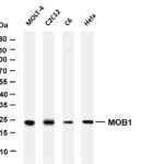 MOB1 Rabbit Monoclonal Antibody