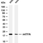mtTFA Rabbit Monoclonal Antibody