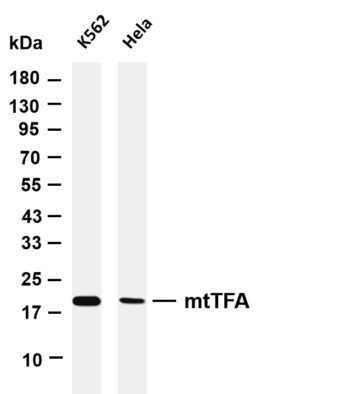 mtTFA Rabbit Monoclonal Antibody
