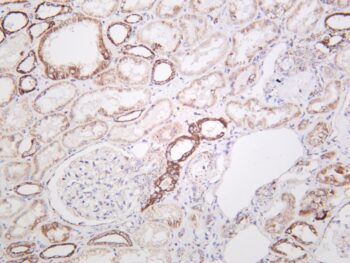 mtTFA Rabbit Monoclonal Antibody - Image 2