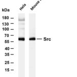 Src Rabbit Monoclonal Antibody