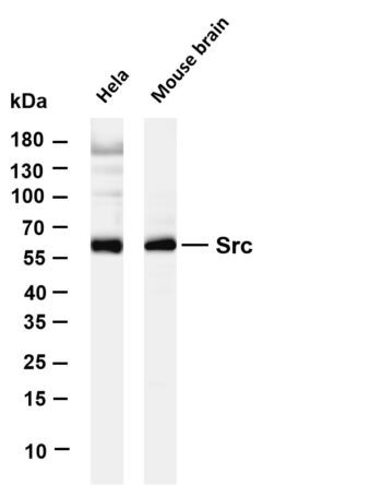 Src Rabbit Monoclonal Antibody