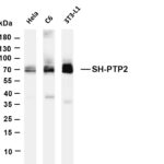 SH-PTP2 Rabbit Monoclonal Antibody