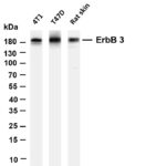 ErbB-3 Rabbit Monoclonal Antibody