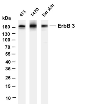 ErbB-3 Rabbit Monoclonal Antibody