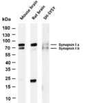 Synapsin I Rabbit Monoclonal Antibody