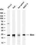 Bim Rabbit Monoclonal Antibody