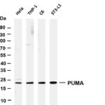 PUMA Rabbit Monoclonal Antibody