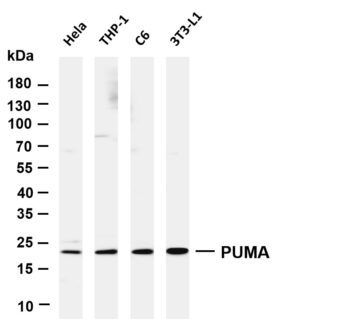PUMA Rabbit Monoclonal Antibody