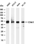 Chk1 Rabbit Monoclonal Antibody