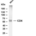 CD4 Rabbit Monoclonal Antibody