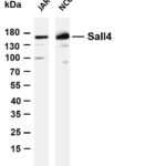 Sall4 Rabbit Monoclonal Antibody