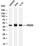 PAX6 Rabbit Monoclonal Antibody