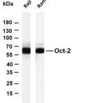 Oct-2 Rabbit Monoclonal Antibody