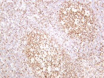 Oct-2 Rabbit Monoclonal Antibody - Image 2