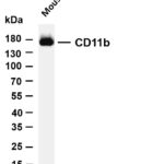 CD11b Rabbit Monoclonal Antibody