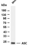 ASC Rabbit Monoclonal Antibody