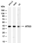 ATG3 Rabbit Monoclonal Antibody