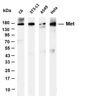 Met Rabbit Monoclonal Antibody