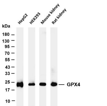 GPX4 Rabbit Monoclonal Antibody