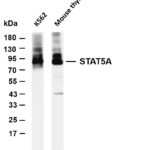 STAT5A Rabbit Monoclonal Antibody