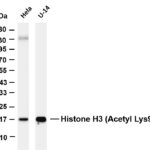 Histone H3 Rabbit Monoclonal Antibody