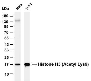 Histone H3 Rabbit Monoclonal Antibody