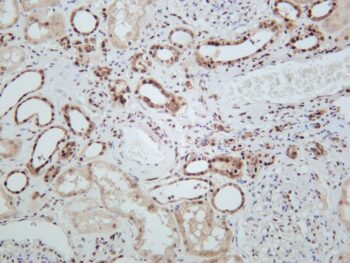 Histone H3 Rabbit Monoclonal Antibody - Image 2