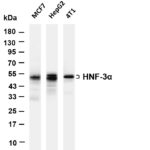 HNF-3α Rabbit Monoclonal Antibody