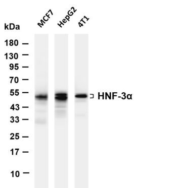 HNF-3α Rabbit Monoclonal Antibody