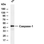 Caspase-1 Rabbit Monoclonal Antibody