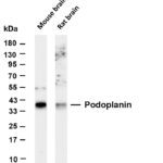 Podoplanin Rabbit Monoclonal Antibody