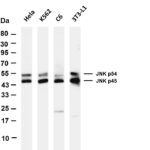 JNK1/2/3 Rabbit Monoclonal Antibody