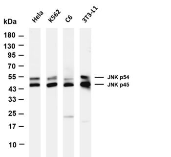 JNK1/2/3 Rabbit Monoclonal Antibody