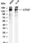 CTCF Rabbit Monoclonal Antibody