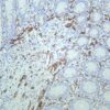 β3 Tubulin Rabbit Monoclonal Antibody - Image 2