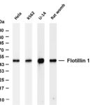 Flotillin-1 Rabbit Monoclonal Antibody
