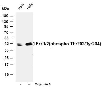 Erk 1/2 (Phospho Thr202/Tyr204) Rabbit Monoclonal Antibody