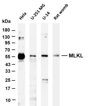 MLKL Rabbit Monoclonal Antibody