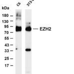 EZH2 Rabbit Monoclonal Antibody
